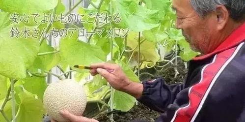 娱乐圈吃瓜名称